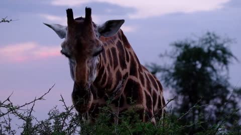 Giraffe