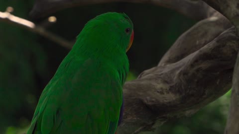 close up view of a green parrot