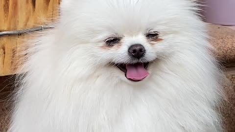 Japanese Spitz #rumble #rumble Viral #Petstv