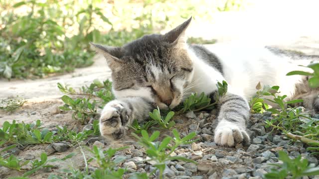 Cute kitten wakes up and stretches