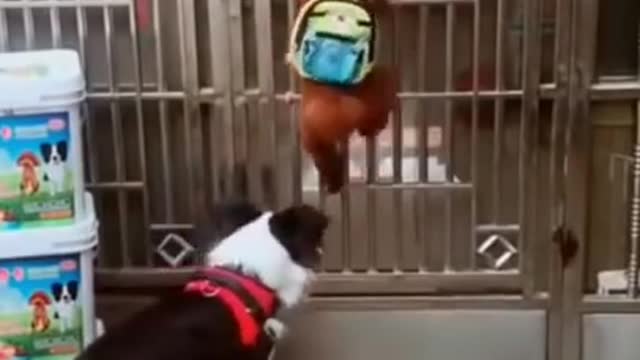 Funny Dog Videos 2021