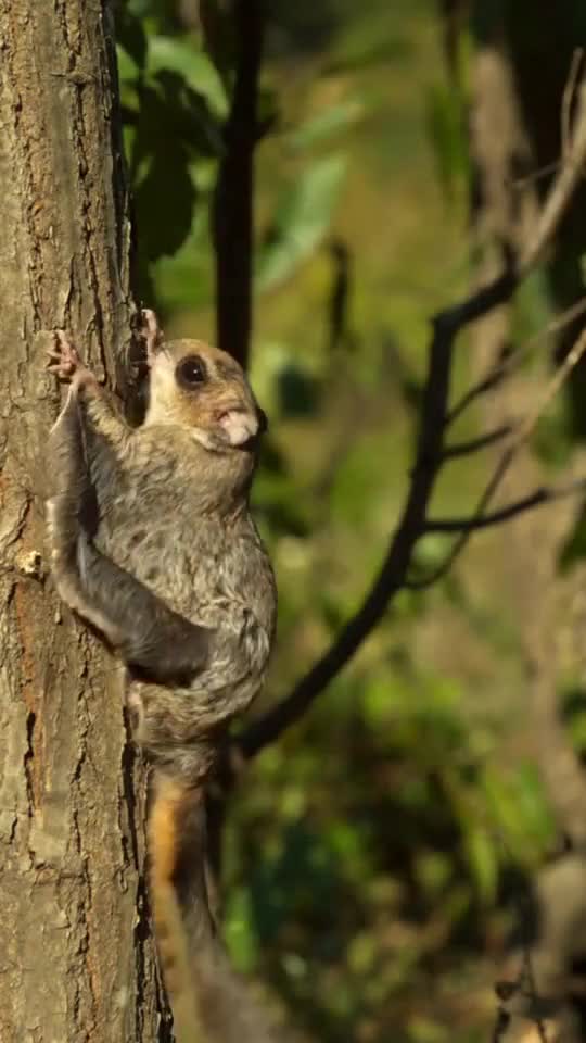 What is the name of this animal