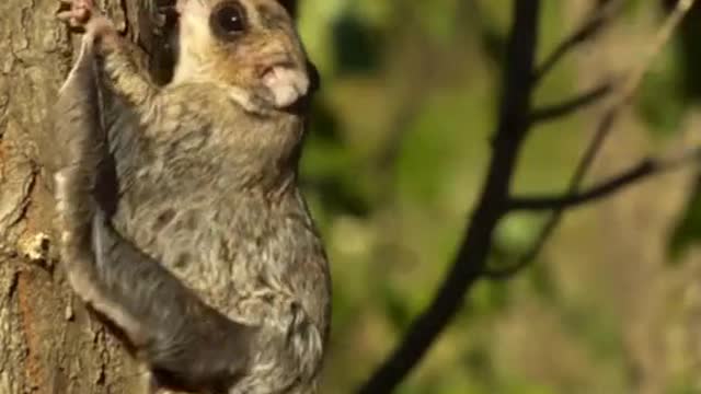 What is the name of this animal