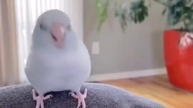 The dancing bird is very funny