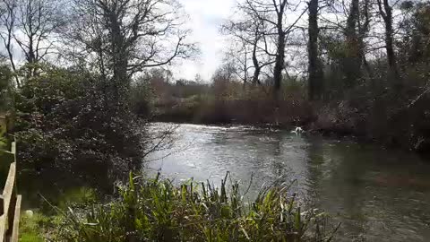 Gentle flow of river