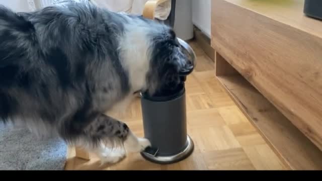 Fed up doggy tosses owner's phone in the trash flobeck92