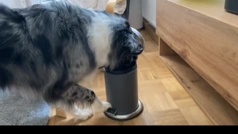 Fed up doggy tosses owner's phone in the trash flobeck92