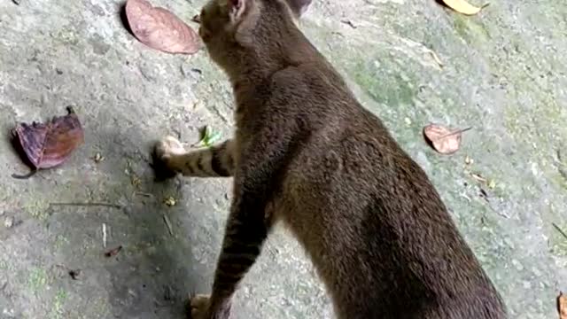 Cat is running