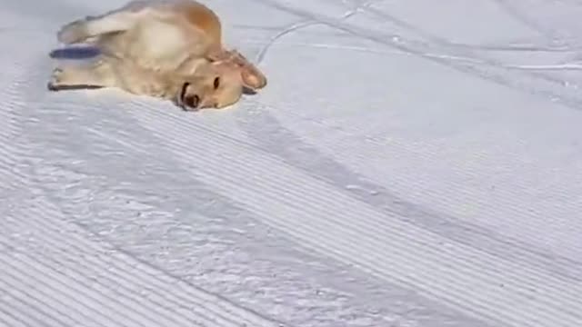 Cute puppy skiing and having fun