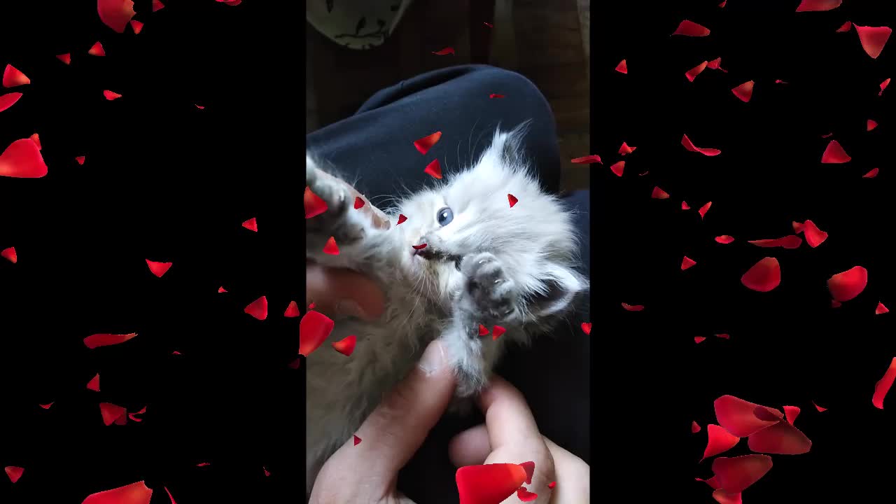 Kittens Cuteness is So Beautiful and just watch and see their Cuteness,flower legs