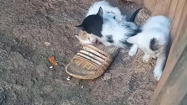 little cute cat playing