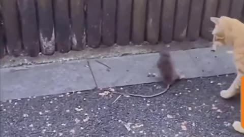 Rat Vs Cat !!!!