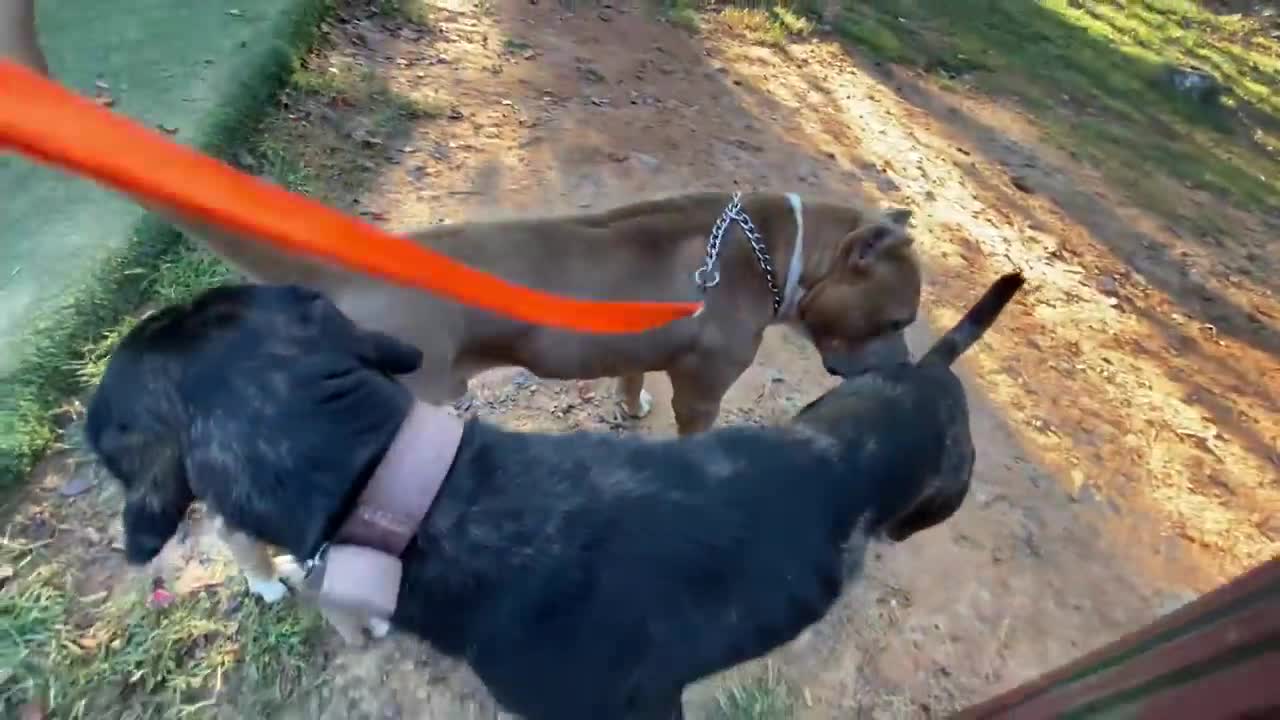 Doberman Attacks Pitbull