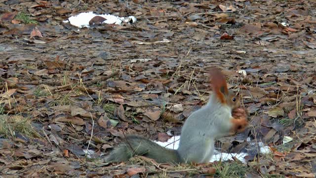 nut squirrel