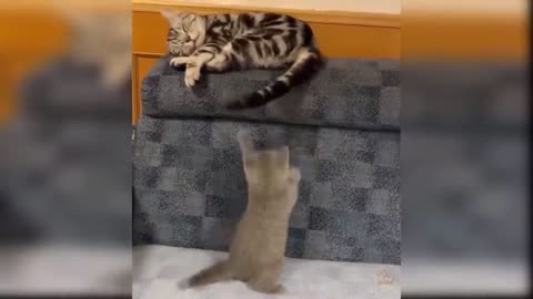 funny cats Change your Mind Compilation # 2