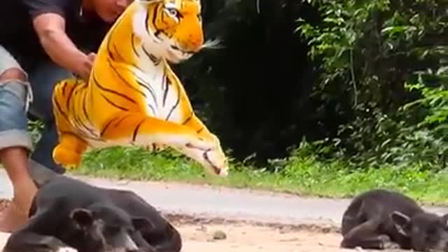 Tiger dummy prank with dog