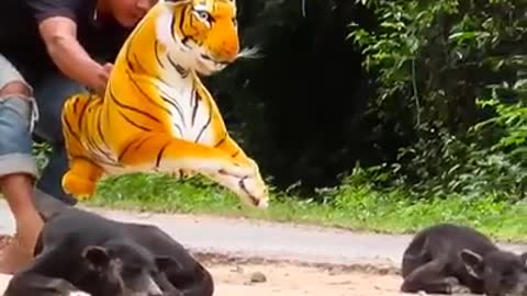 Tiger dummy prank with dog