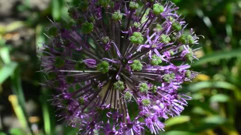 Purple flowering plant in a close shot