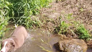 Swimming puppy