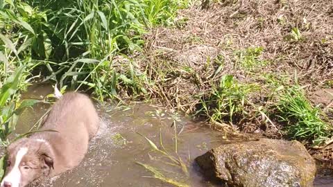 Swimming puppy