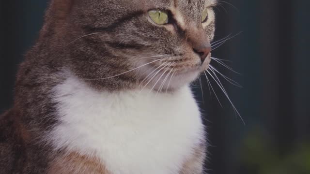 Cute Cat Yawning