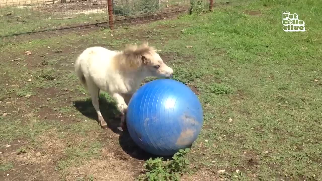 funny fails animal