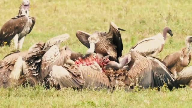 Vultures live at the top of the food chain ecosystem !!!