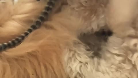 Marmoset Playing with Golden Doodle