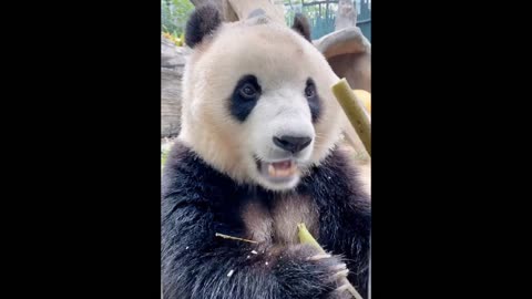 Giant pandas love bamboo shoots. They look delicious