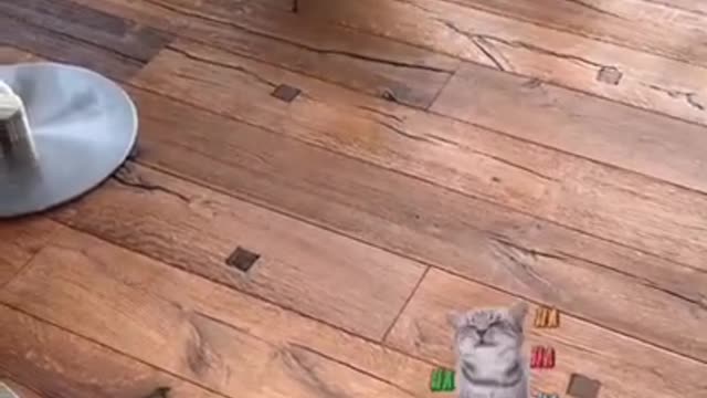 Baby Cats - Cute Cats Funny Videos