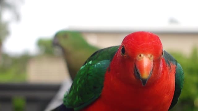 dancing and eating parrot love to people