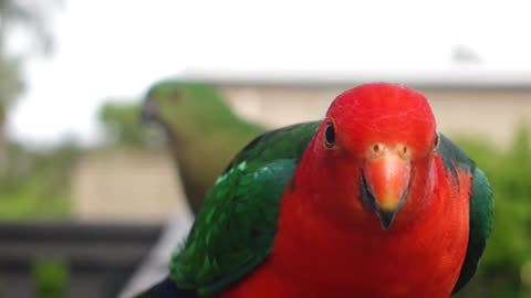 dancing and eating parrot love to people