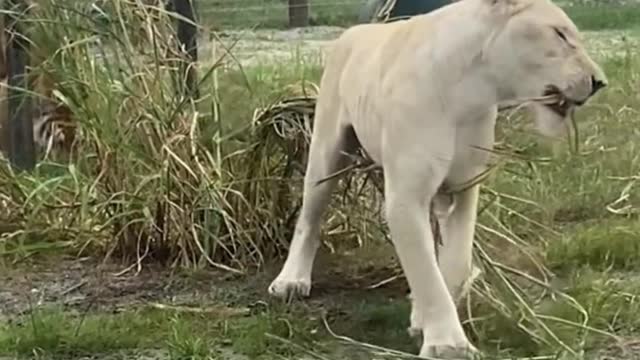 Is the lion really hungry? It's eating grass？