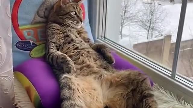 cat relaxing