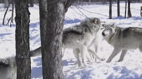 Group Animals
