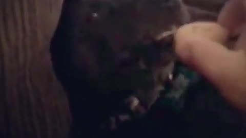 Brown dog holding cookie with its mouth