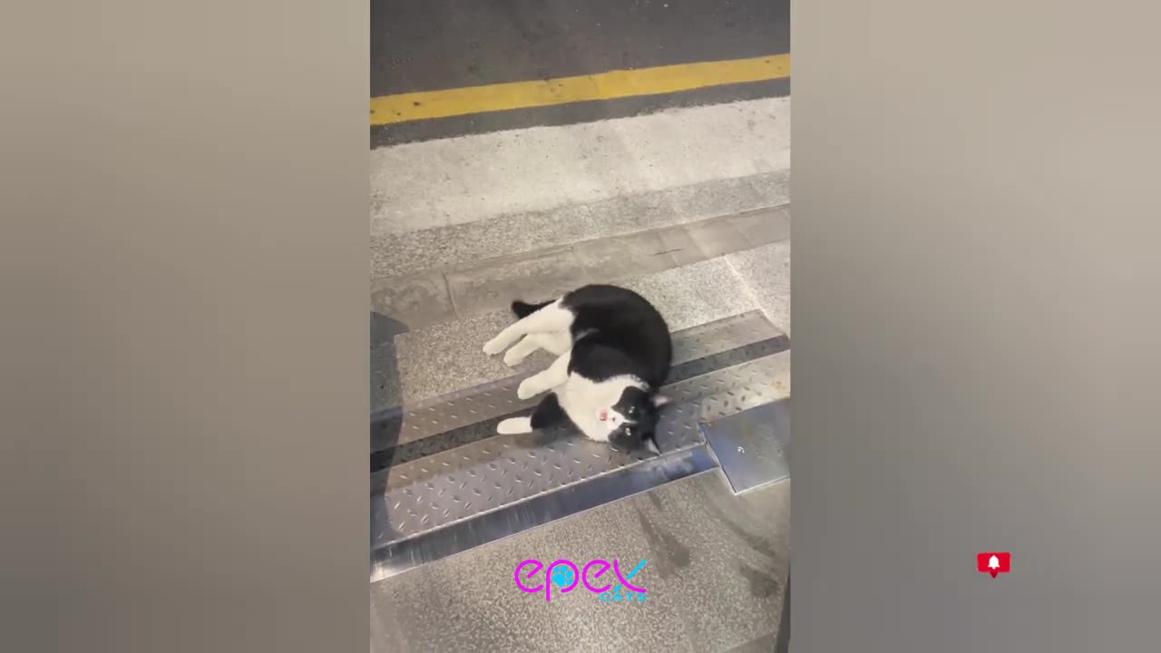 Best Funniest Animal Videos 2024