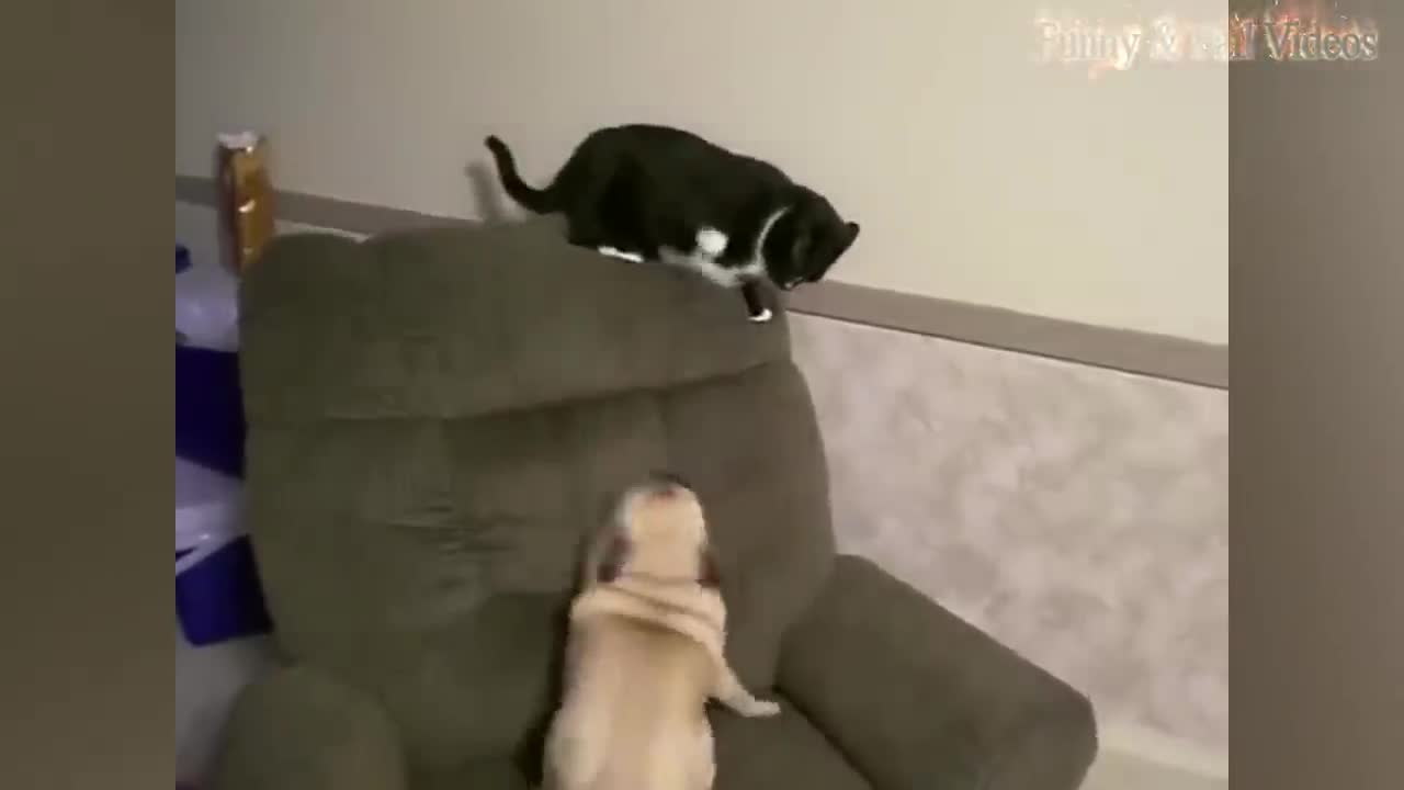 Funny Cat and Dog real Video