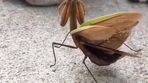 insect warrior