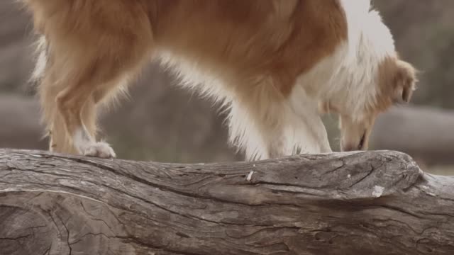 Dog standing on a log