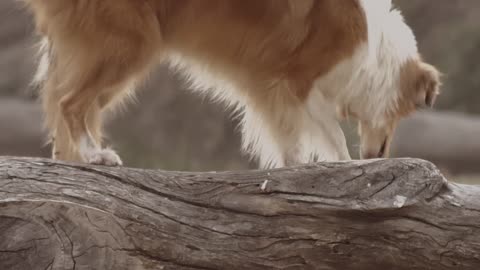 Dog standing on a log