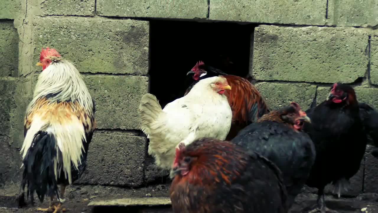 Wildlife planet earth Birds Cock Chicken | 4k ultra HD Video