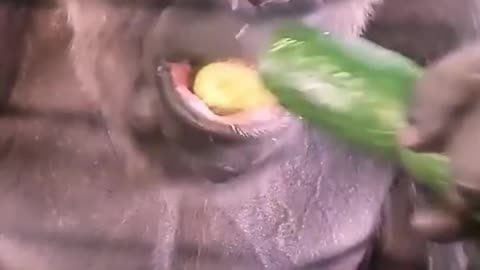 Gorilla style eating 🍌