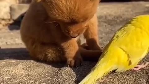 Funny and Cute dog playing