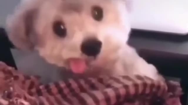 Funny animals