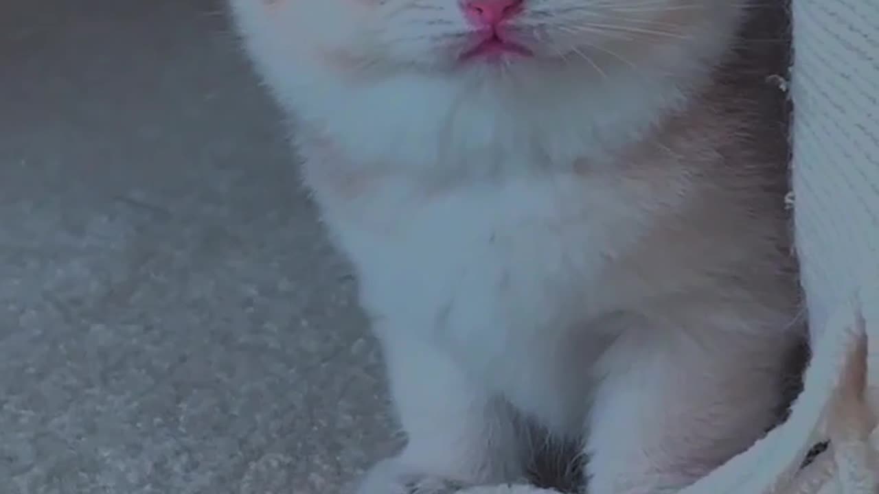 Baby cat meowing 😻