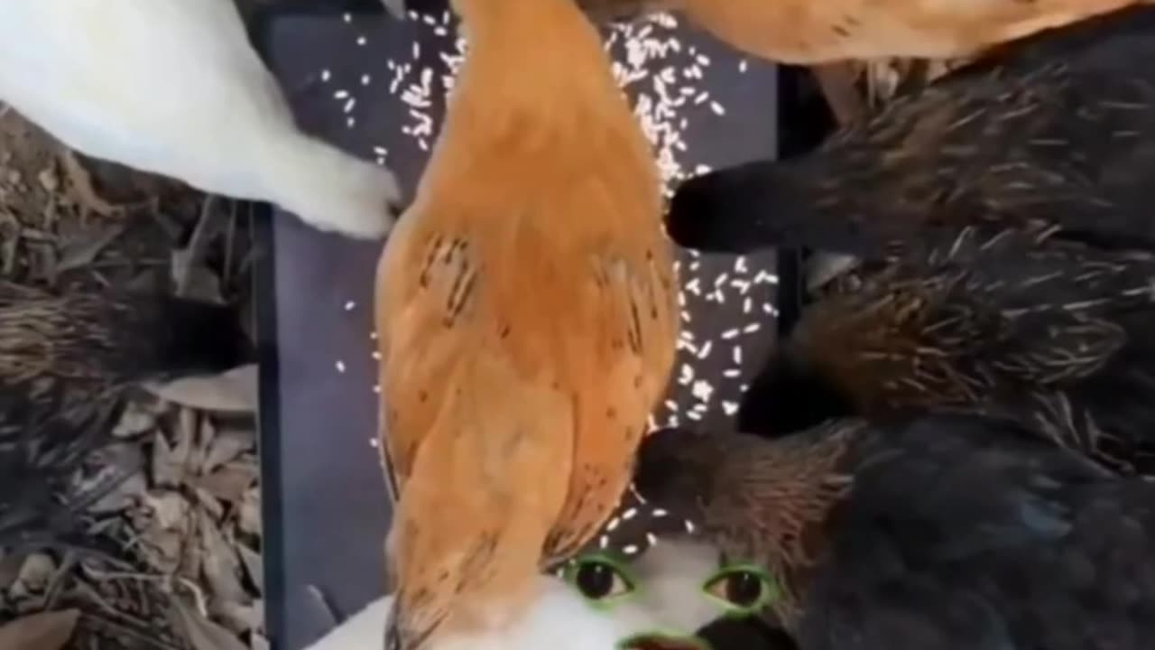 Funny video with hens