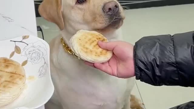 She has to eat the same as me #cute #fyp#dog