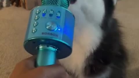 Funny dog singing 🤣🤣🤣🤣