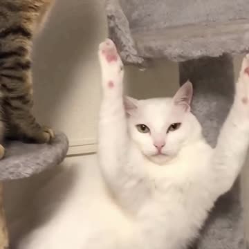 Funny Cats